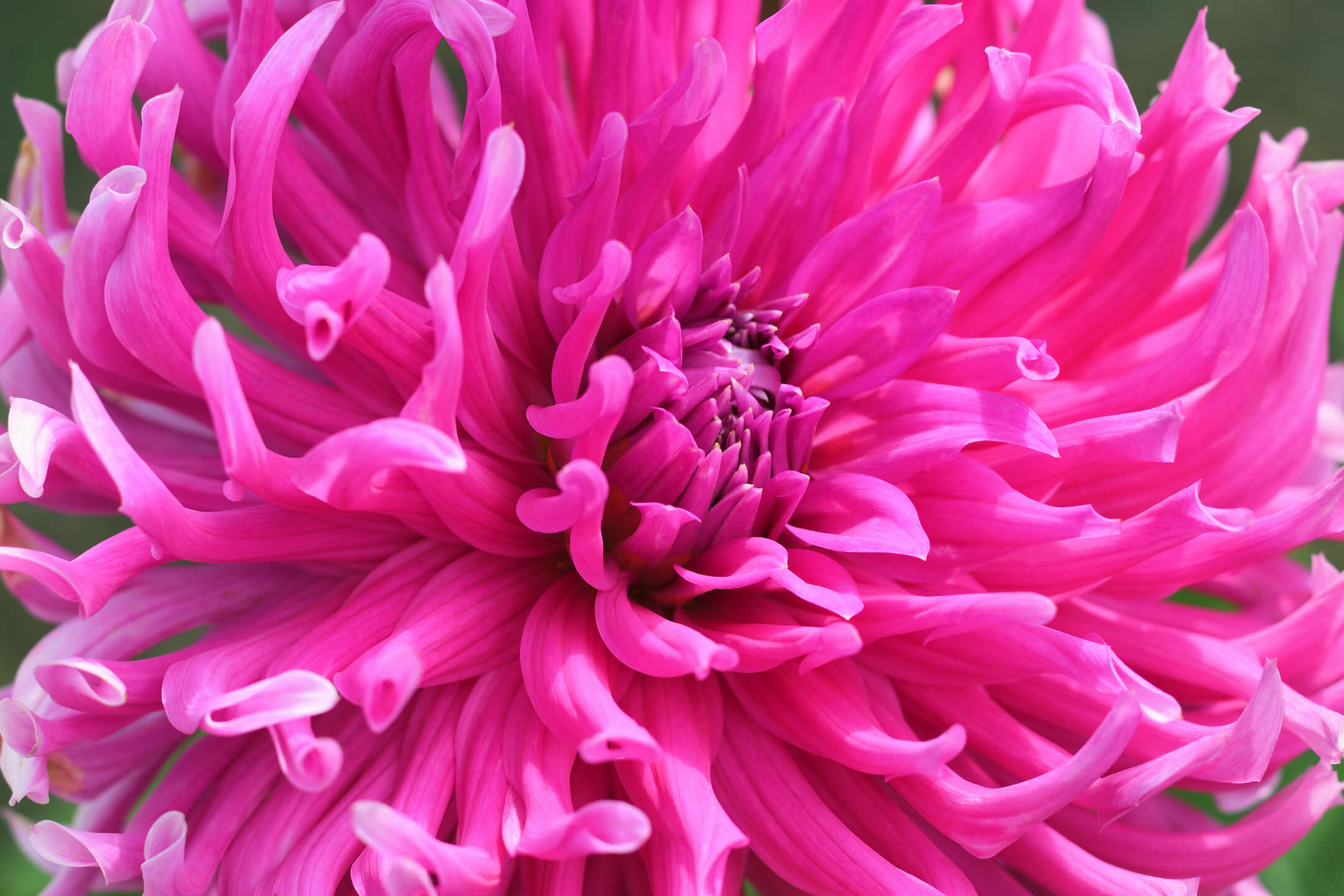 Chrysant Chrysant