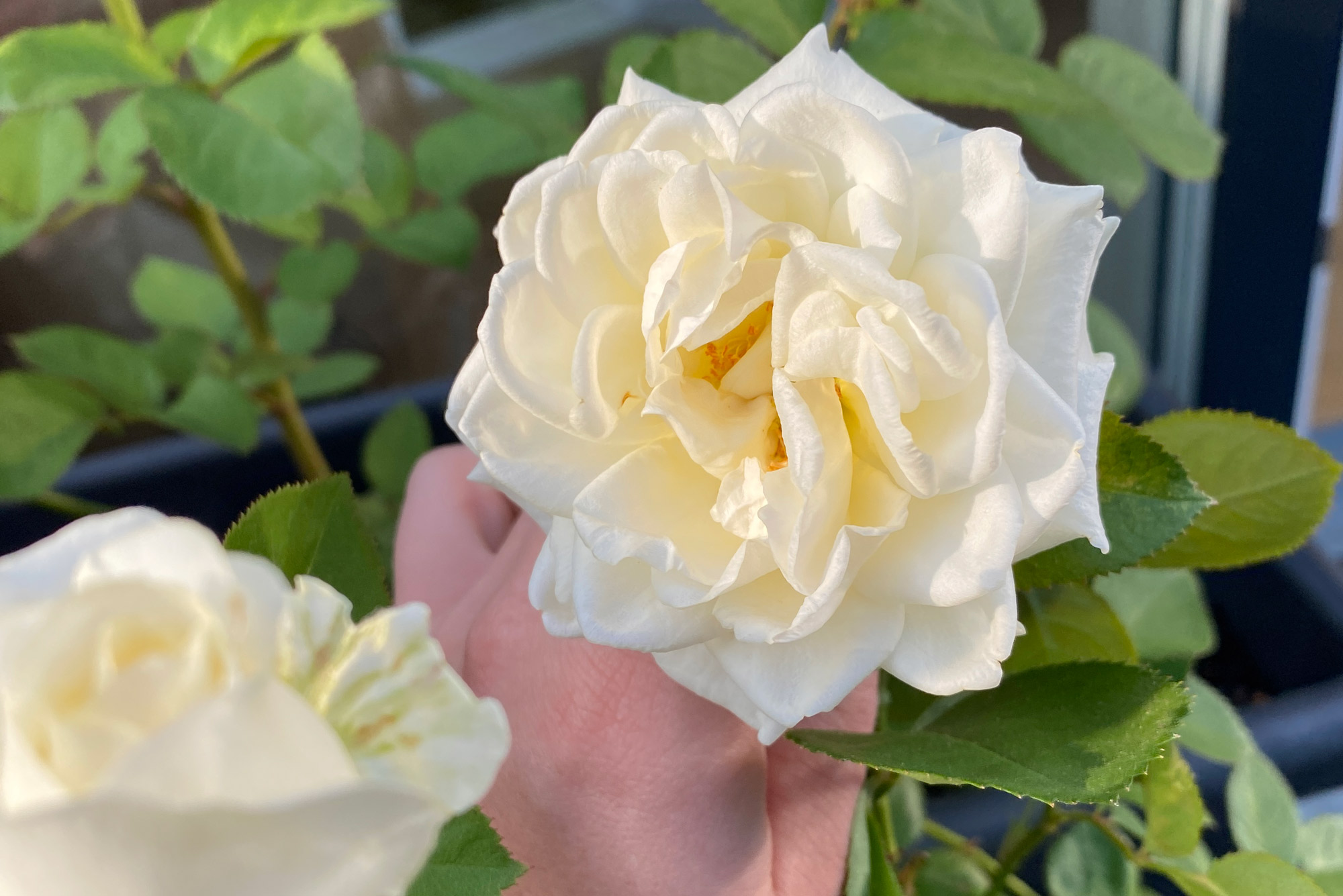 betydning af antal blomster i buket betydning af antal blomster i buket