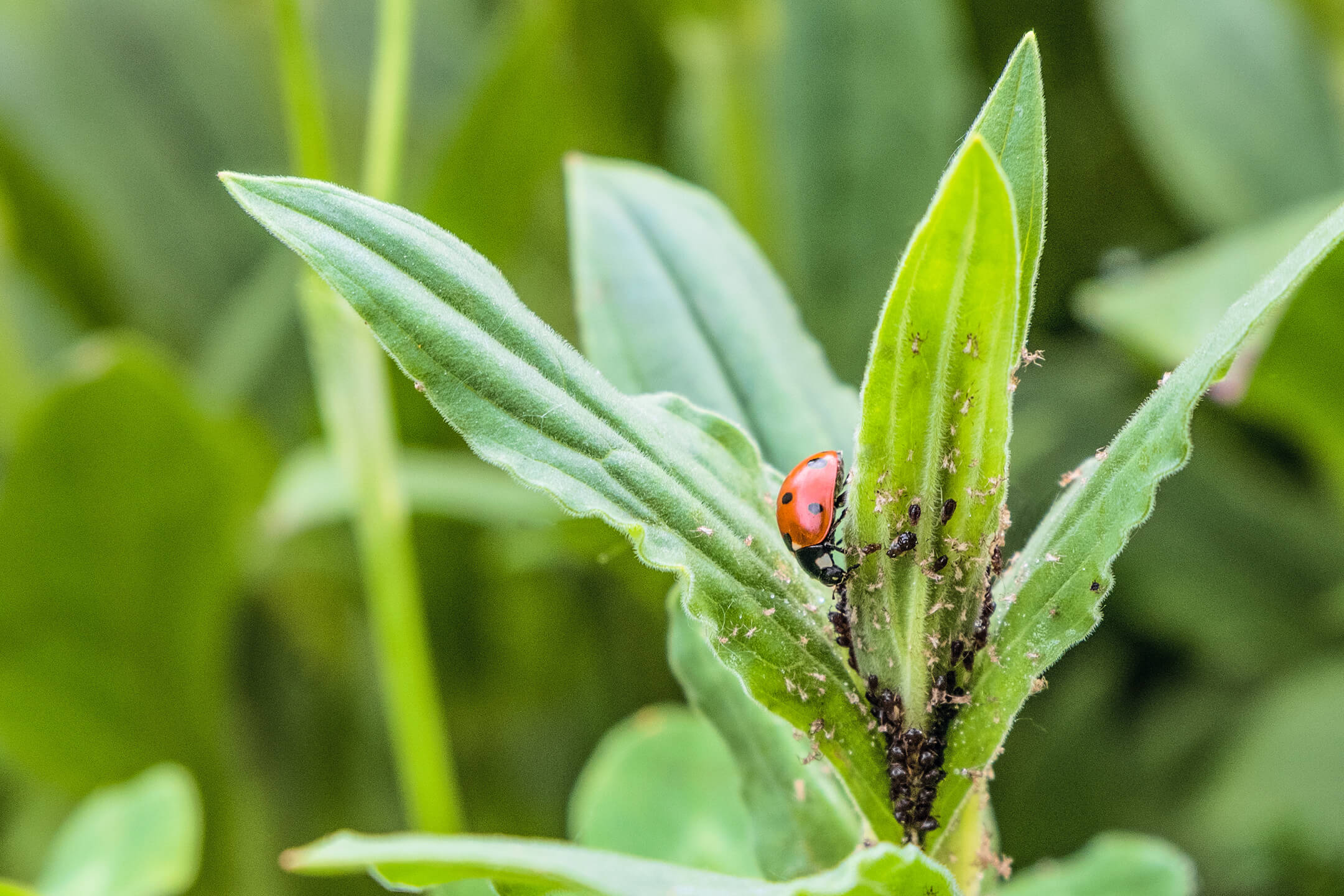 Alles over natuurlijk bestrijden Alles over natuurlijk bestrijden
