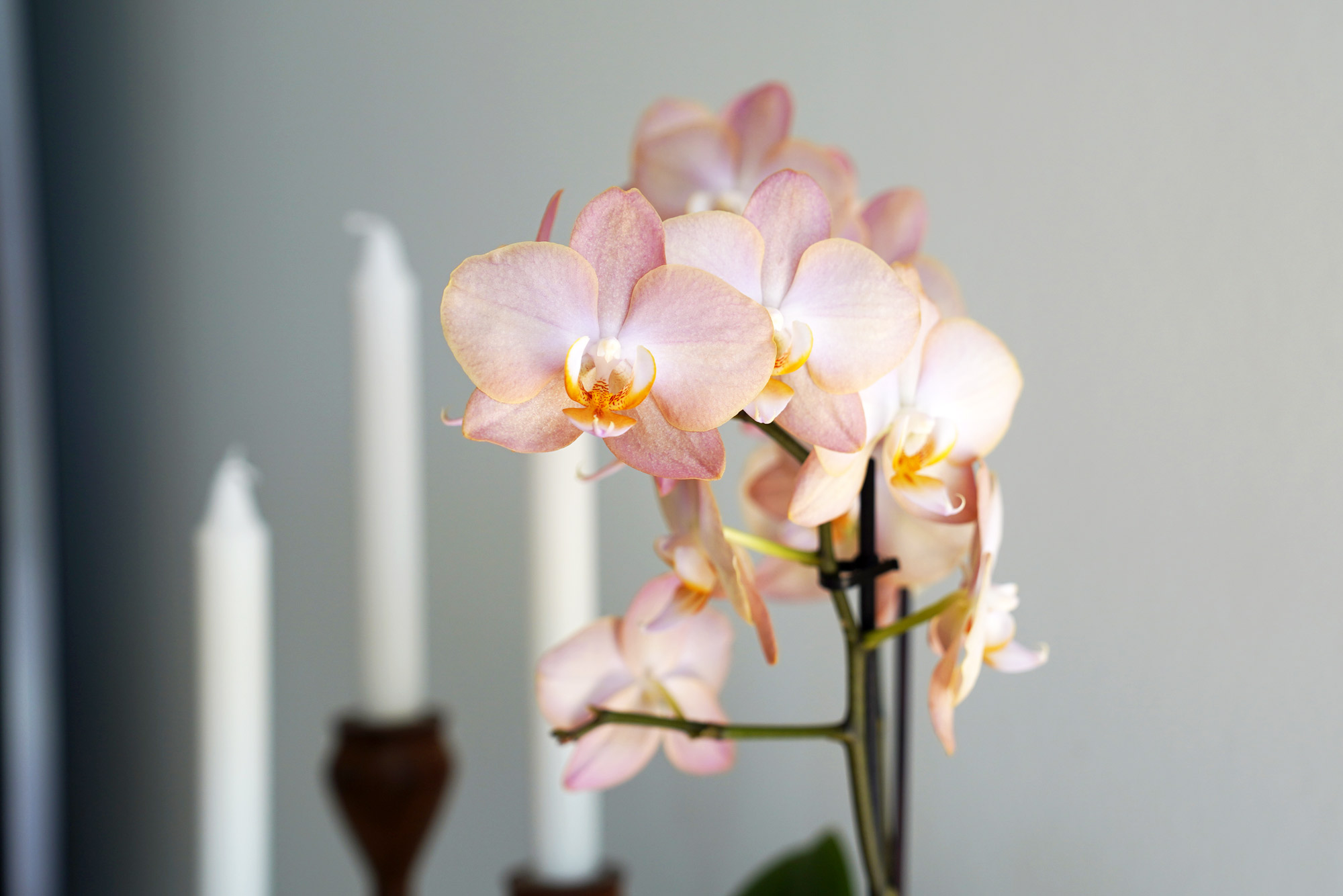 Orkidégødning som dine orkidéer elsker