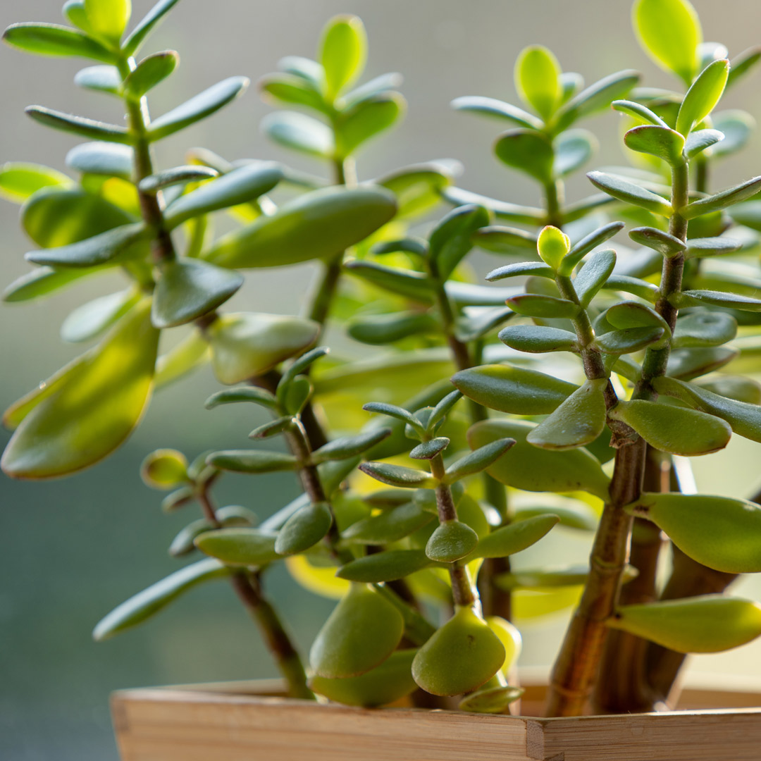 nemme-stueplanter-Paradistræ-krassula-pasning-vanding nemme-stueplanter-Paradistræ-krassula-pasning-vanding