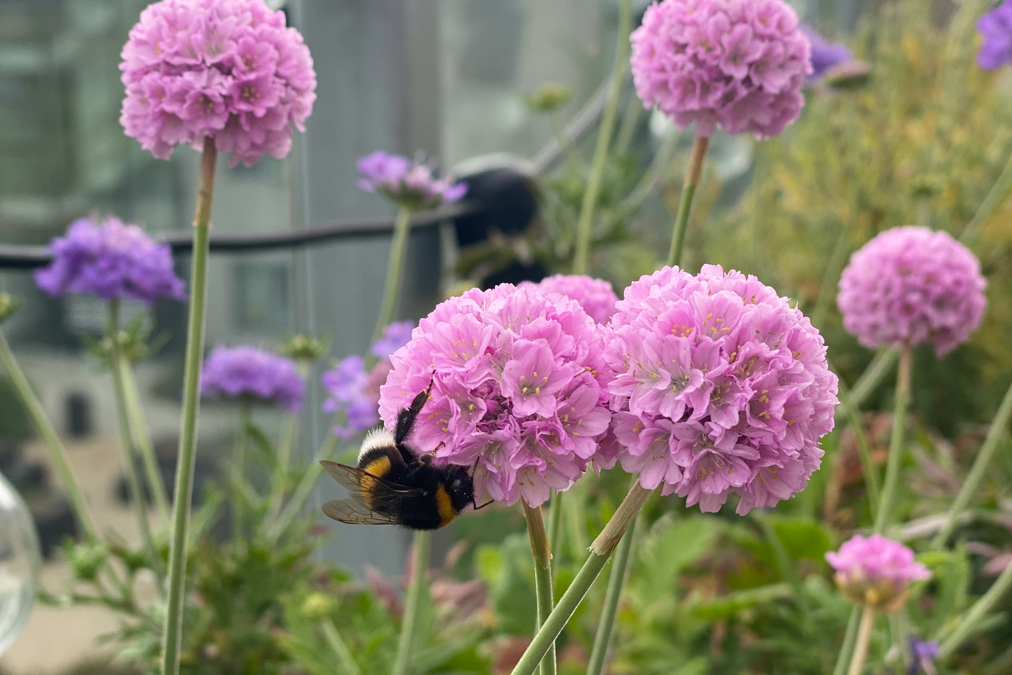 Alles over problemen bij potplanten Alles over problemen bij potplanten