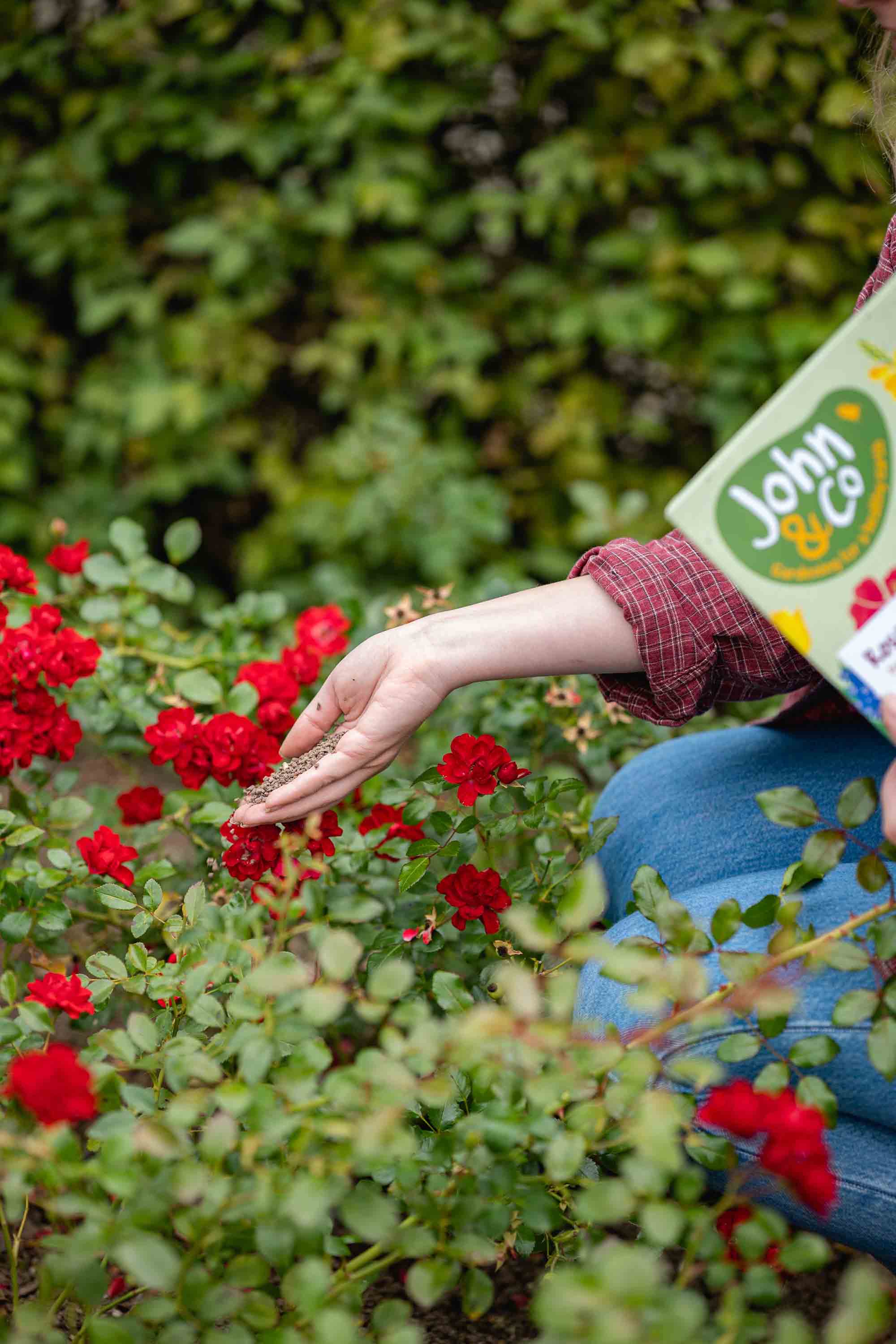 Pour des roses à la floraison riche et aux couleurs intenses