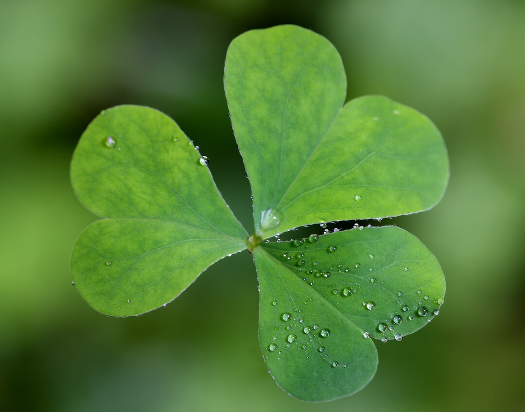 Clover-1080px Clover-1080px