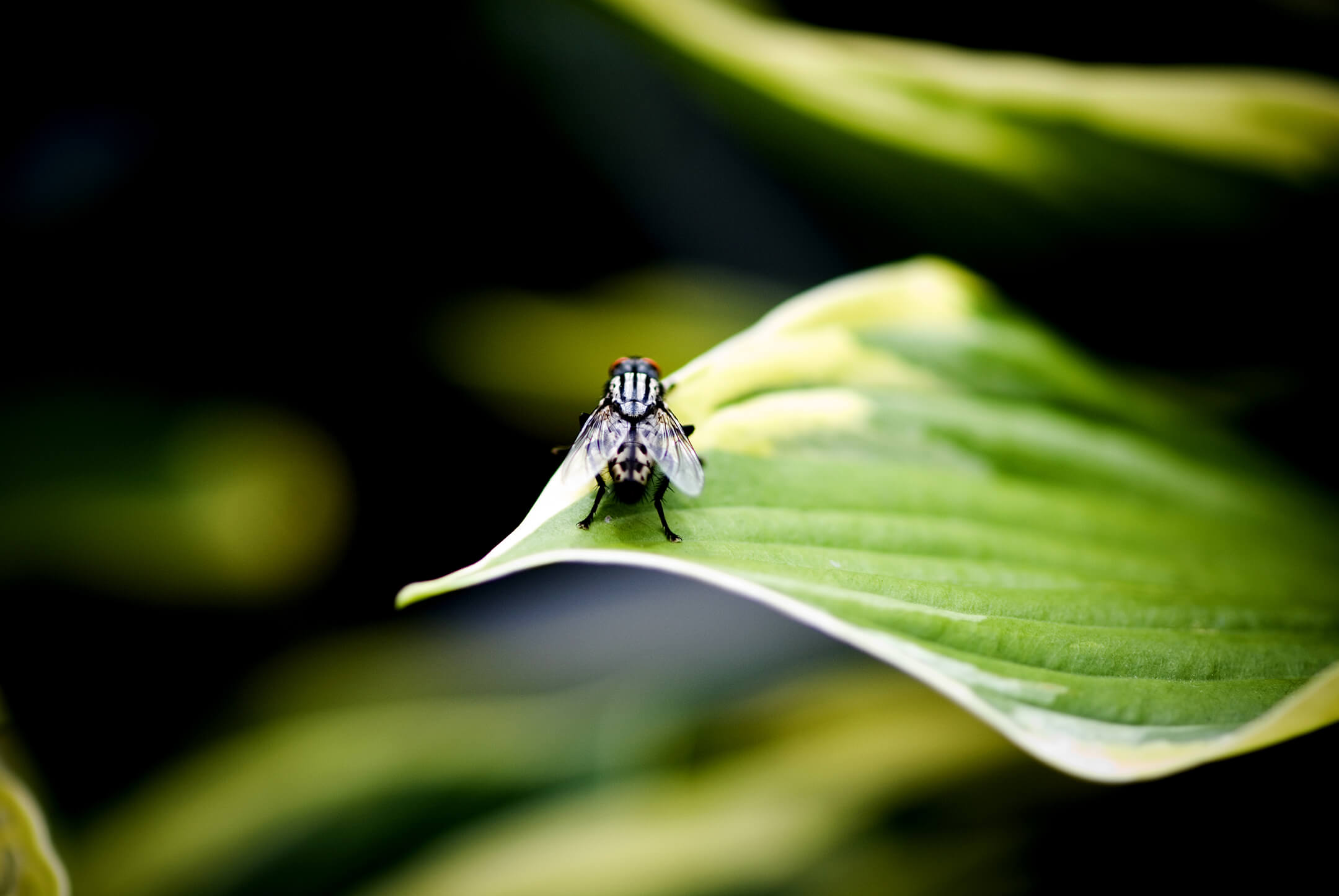 Effectieve en simpele bestrijding