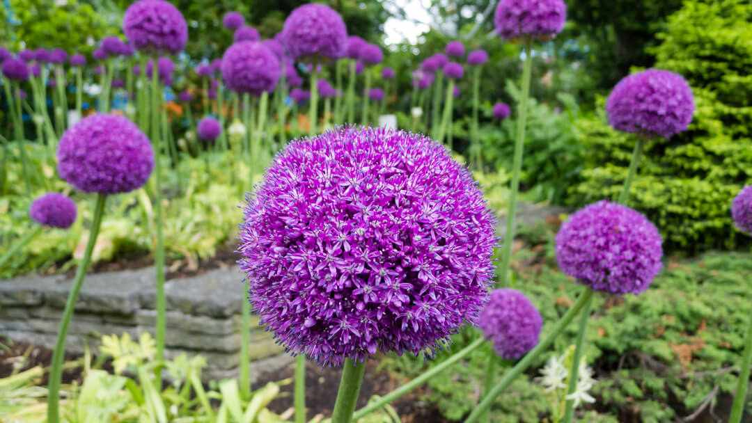 border-purple-allium-paars-1080px border-purple-allium-paars-1080px