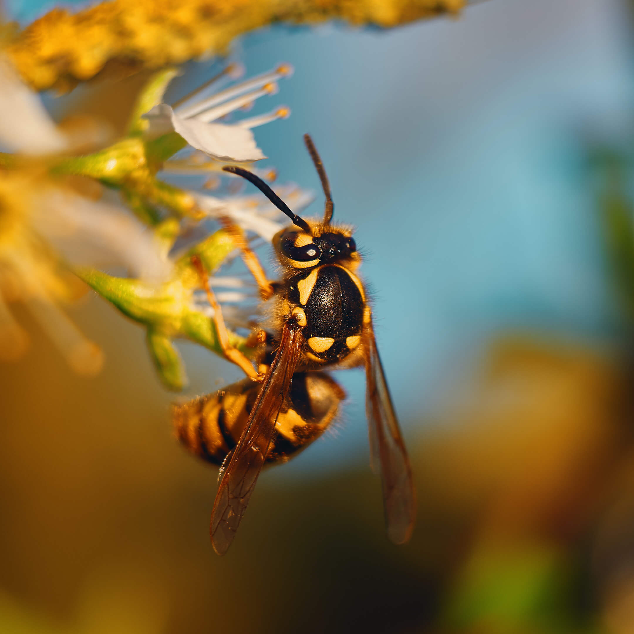 Wasp Wasp