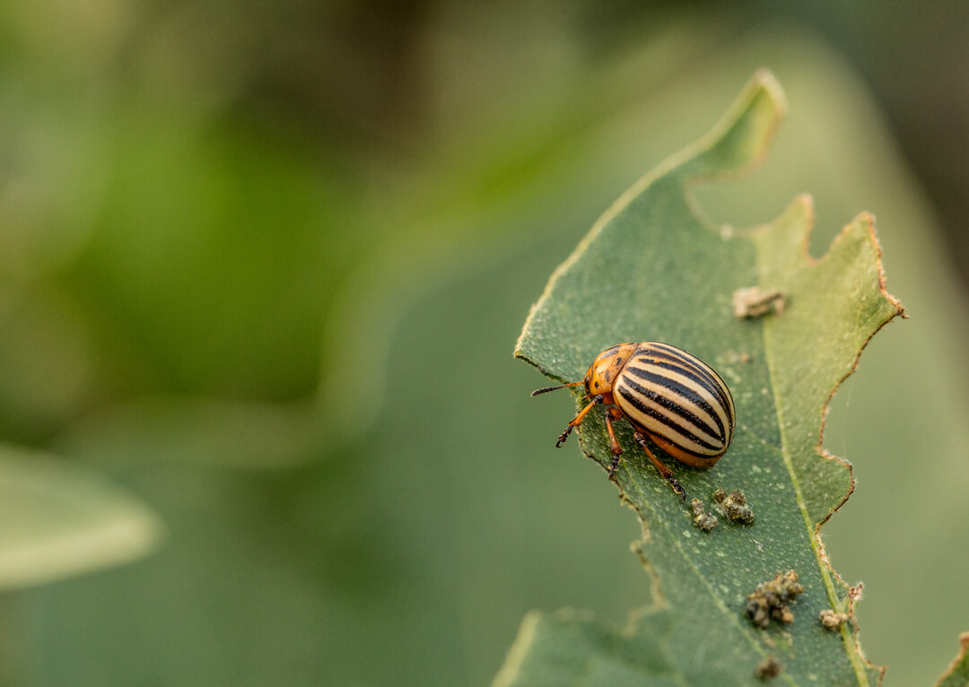 colorado-potato-beetle-1080px colorado-potato-beetle-1080px