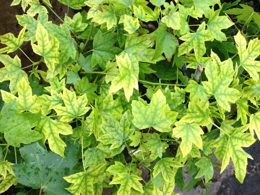 deficiency-symptom-magnesium-deficiency1080px deficiency-symptom-magnesium-deficiency1080px