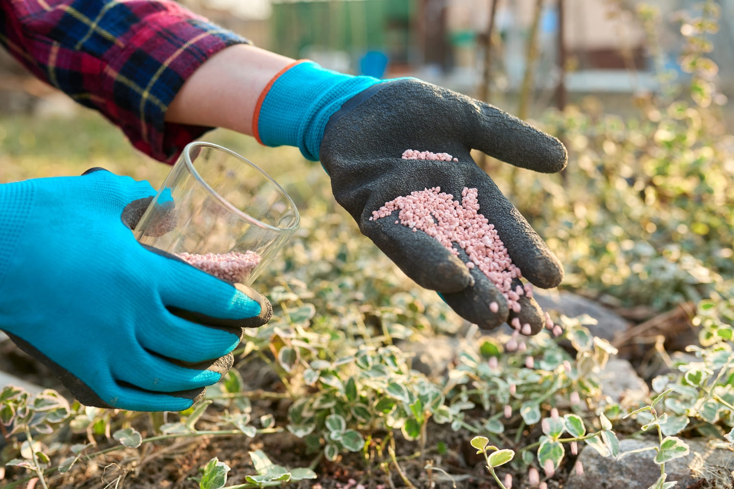 De beste voeding per plant De beste voeding per plant