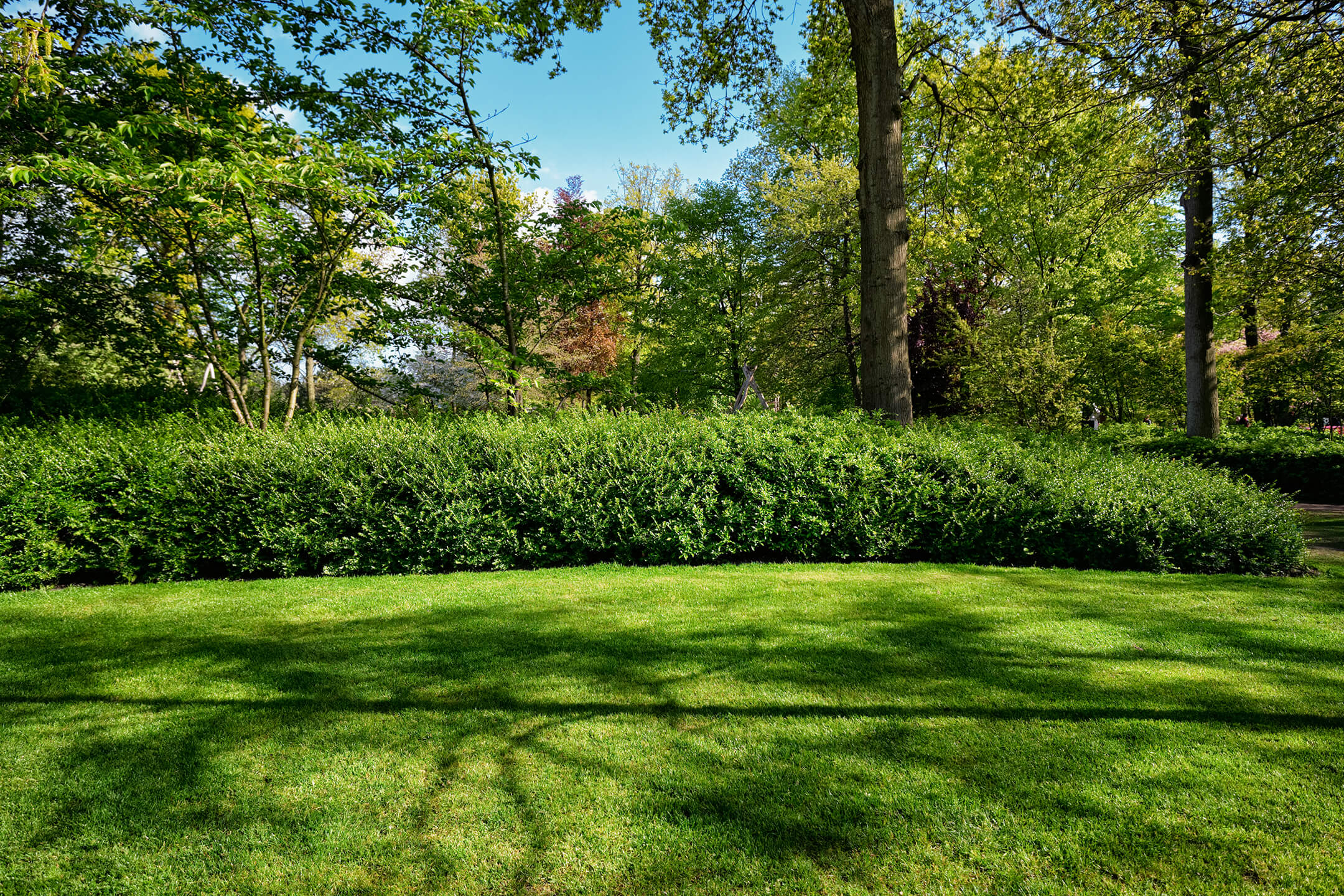green-lawn-in-keukenhof-flower-garden-netherlands-1000px green-lawn-in-keukenhof-flower-garden-netherlands-1000px