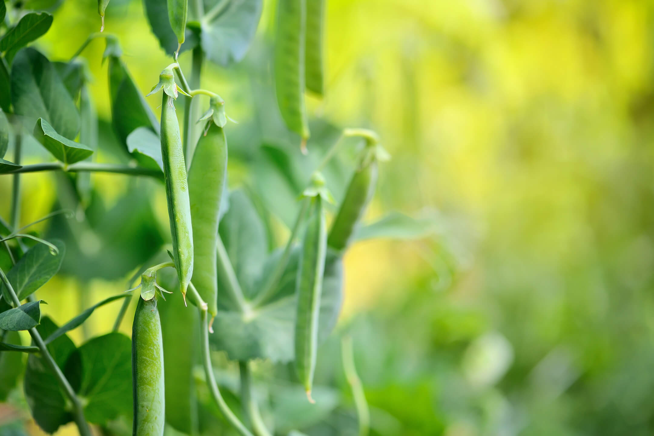 green-peas-in-the-vegetable-garden-1080px green-peas-in-the-vegetable-garden-1080px