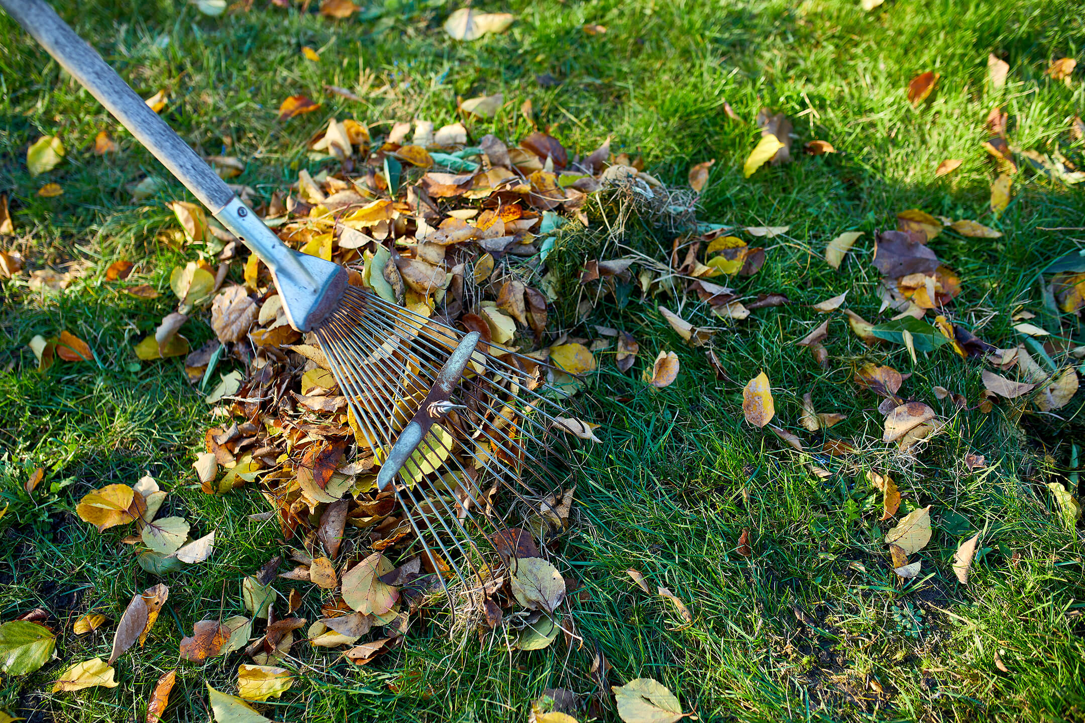 leaves-with-rake-in-grass-1080px leaves-with-rake-in-grass-1080px
