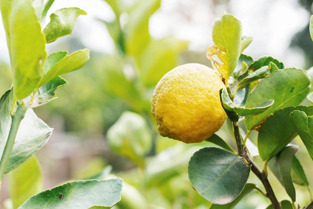 lemons-on-plants lemons-on-plants