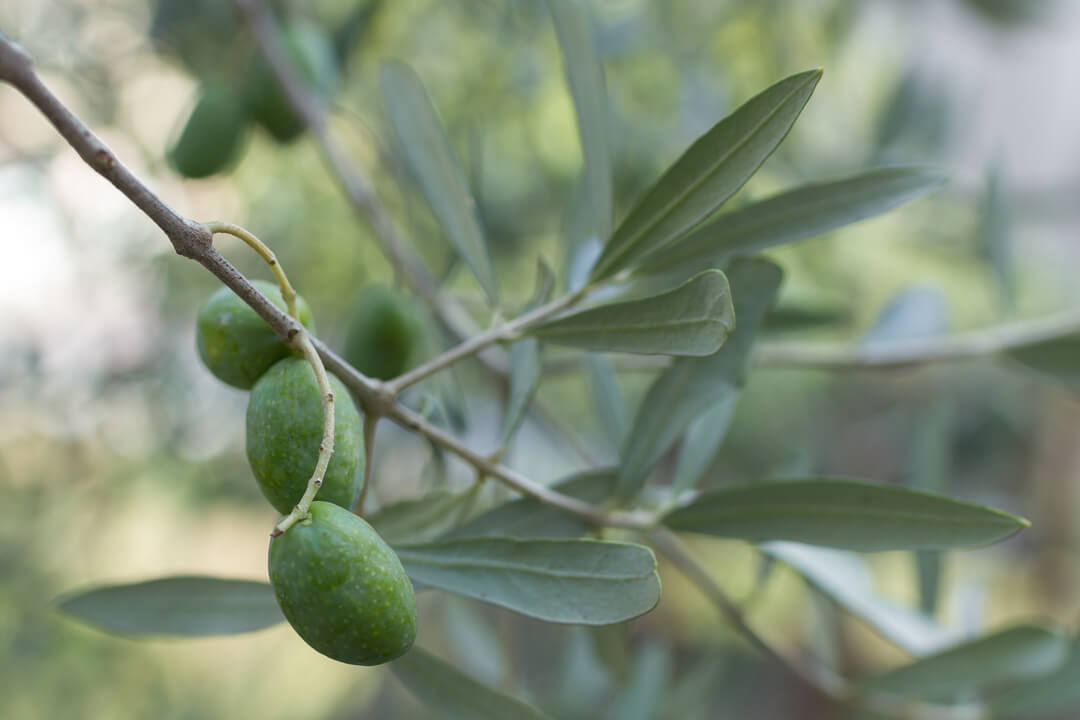 Voor Mediterrane planten met smaakvolle vruchten Voor Mediterrane planten met smaakvolle vruchten