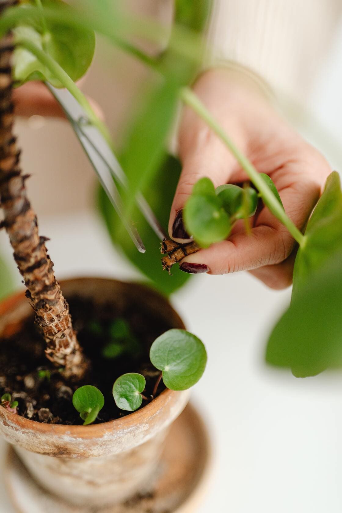 Alles over het onderhoud van potplanten Alles over het onderhoud van potplanten