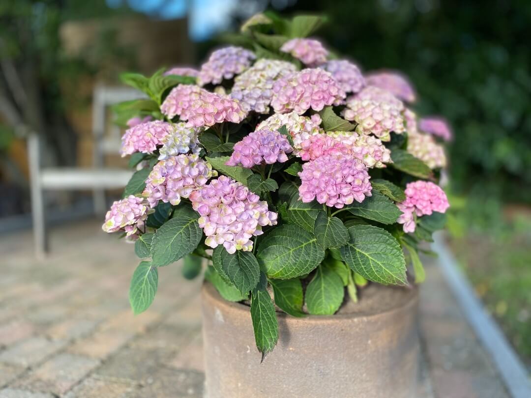 pink-hydrangeas-in-a-pot-on-the-terrace-in-the-gar-1080px pink-hydrangeas-in-a-pot-on-the-terrace-in-the-gar-1080px