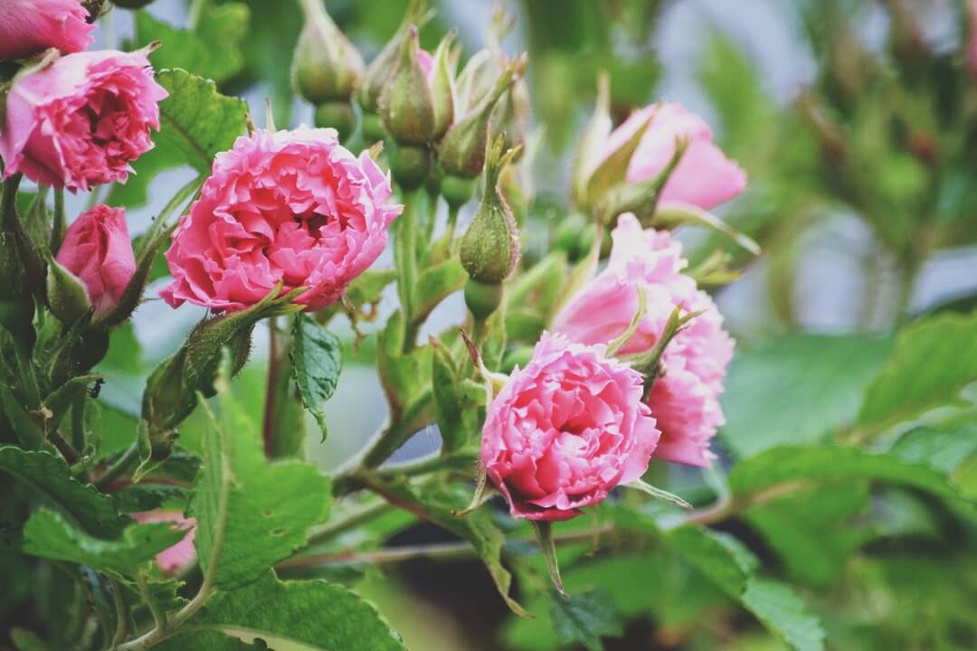 pink-roses-1080px pink-roses-1080px