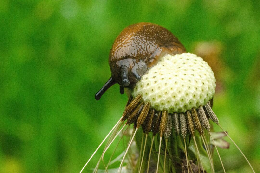 Last van plagen in de moestuin? Last van plagen in de moestuin?