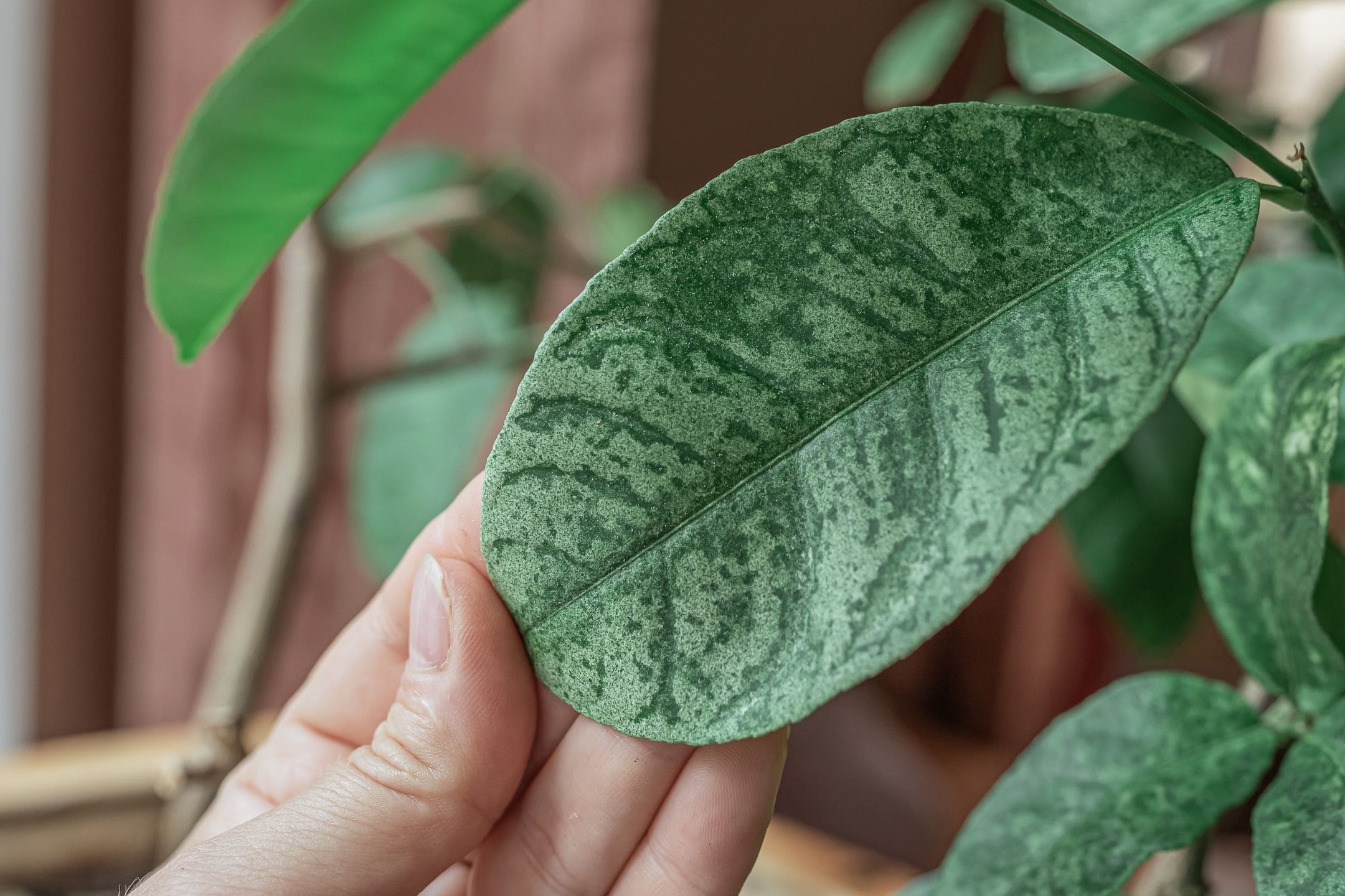 spidermite-mites-damage-leaf-1080 spidermite-mites-damage-leaf-1080