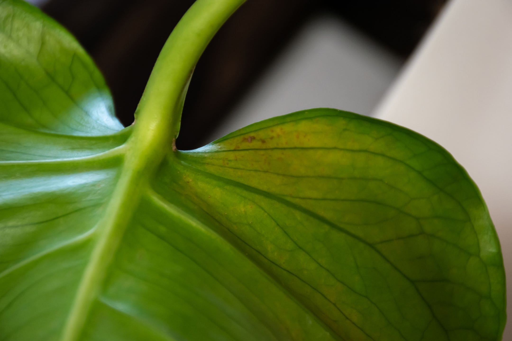 Heb je een ander probleem met je potplant? Heb je een ander probleem met je potplant?