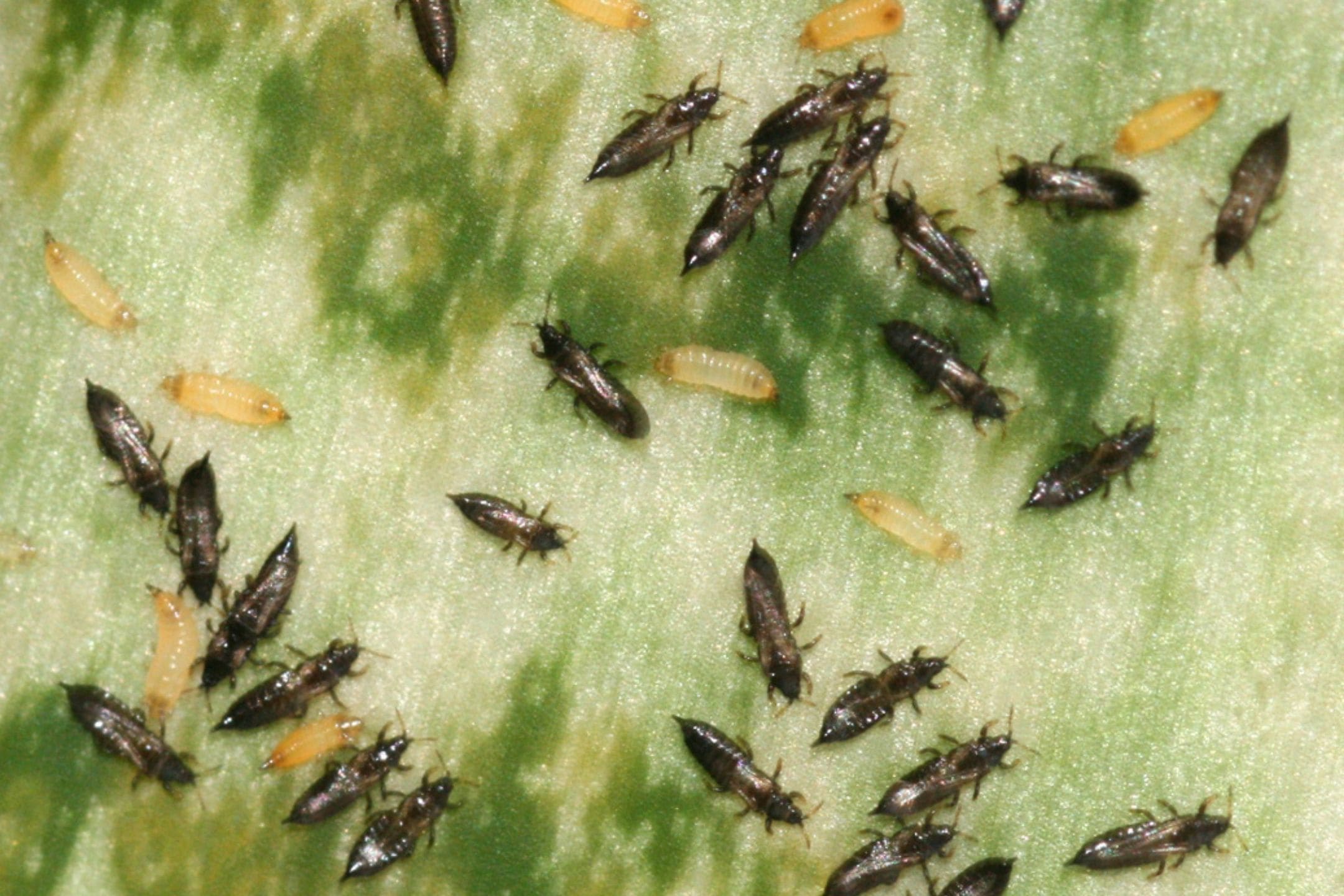 thrips-larvae-on-leaf-bug-insect-1080 thrips-larvae-on-leaf-bug-insect-1080