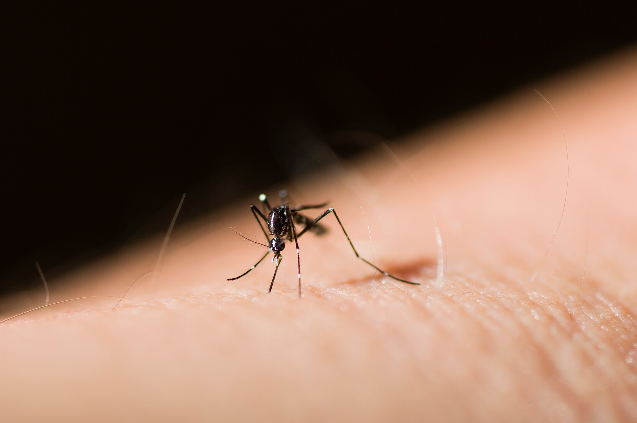 tiger-mosquito-1080px tiger-mosquito-1080px
