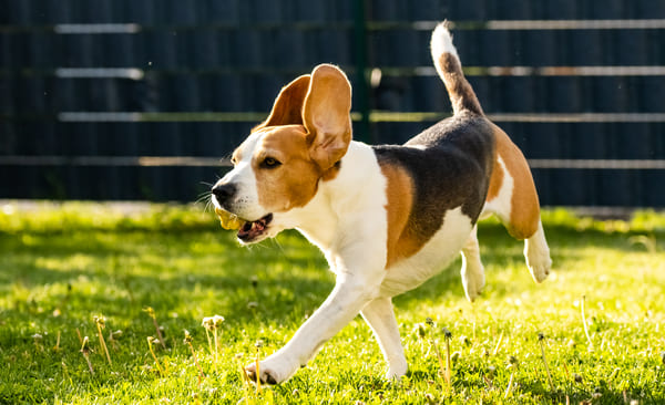 uitgelaten hond uitgelaten hond