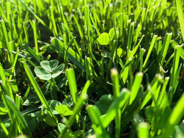 green-grass-and-clover-600px green-grass-and-clover-600px