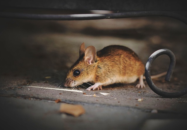 house-mouse-gd903e936c_640 house-mouse-gd903e936c_640