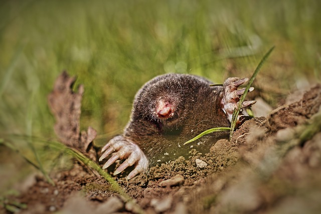 mole-coming-out-of-the-ground-640px mole-coming-out-of-the-ground-640px