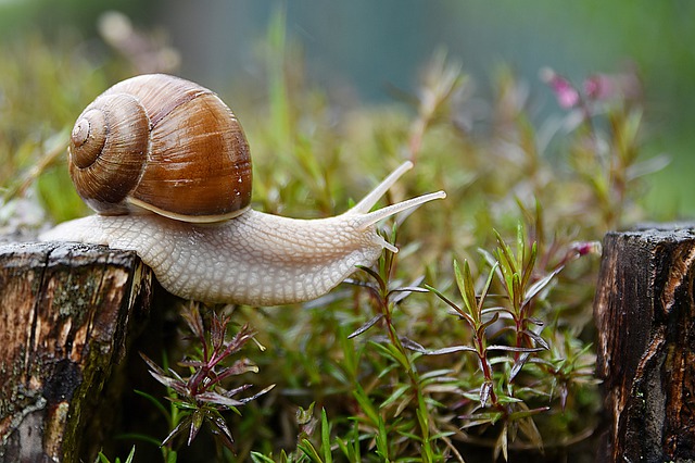 snail-g6efadcc2d_640 snail-g6efadcc2d_640