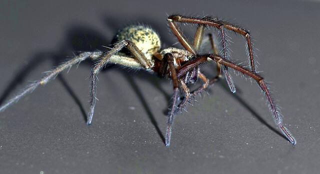 spider-on-black-640px spider-on-black-640px