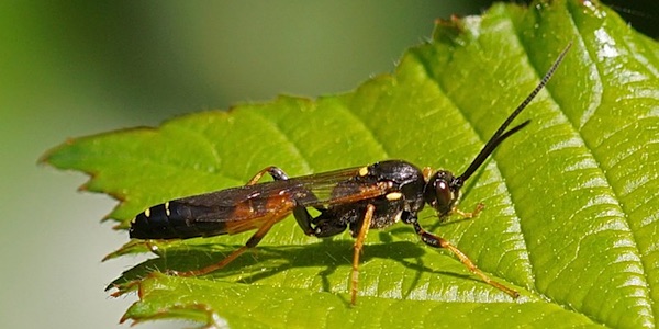 wasp-parasitic-600px wasp-parasitic-600px