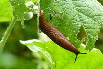 slug-eating-leave-350px slug-eating-leave-350px