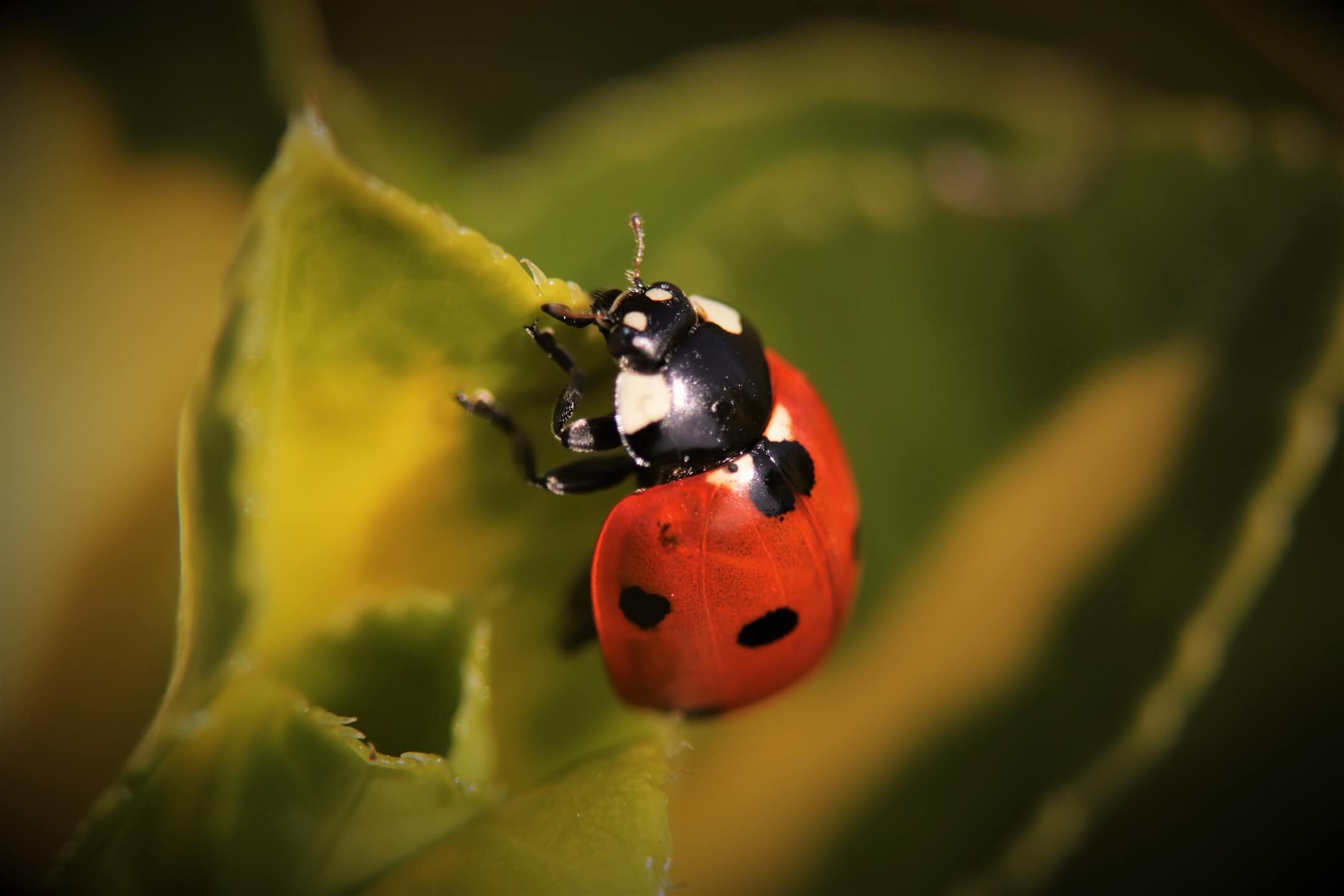 Maak kennis met het lieveheersbeestje Maak kennis met het lieveheersbeestje