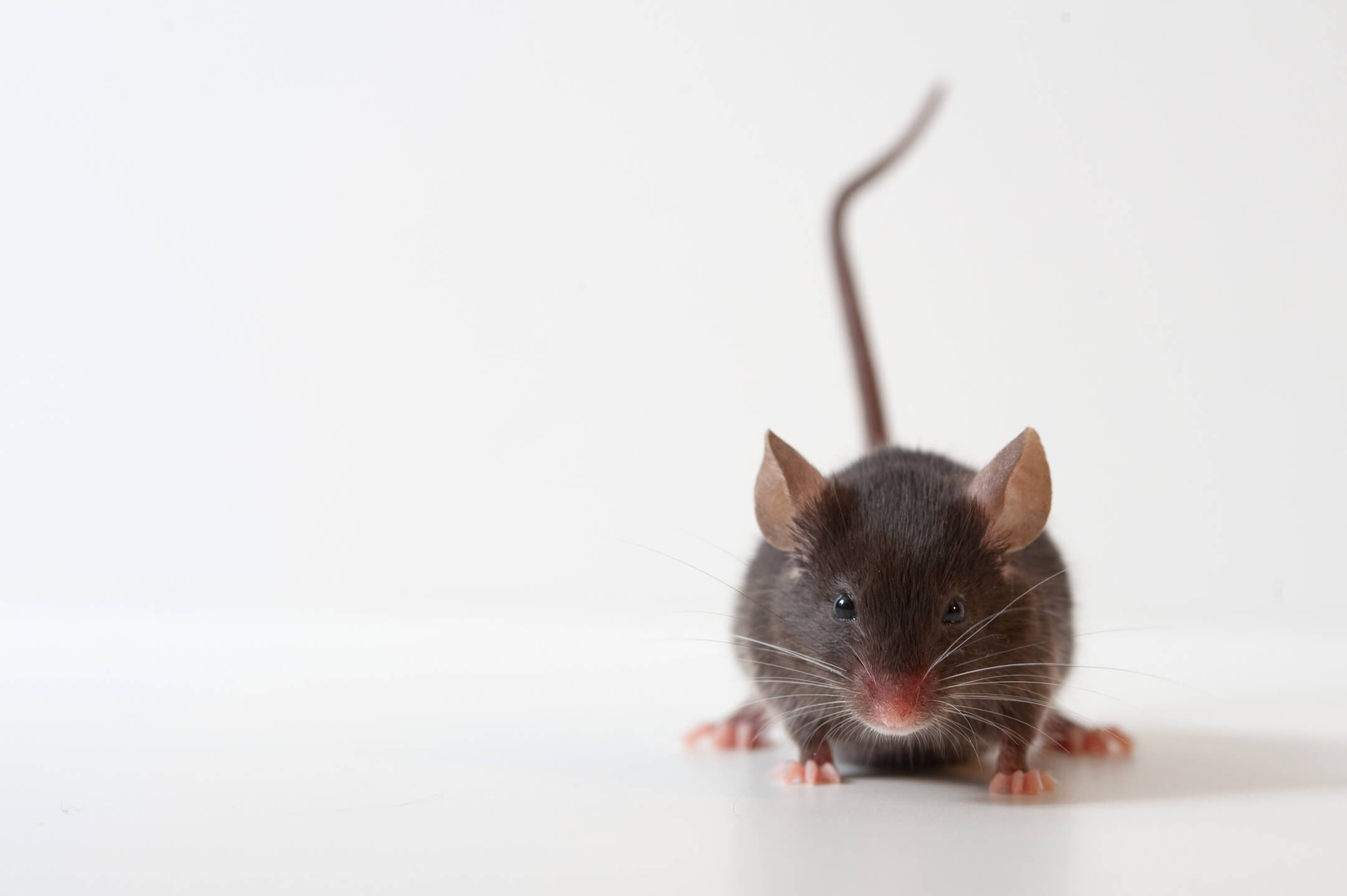 Muis 1 Muis 1
