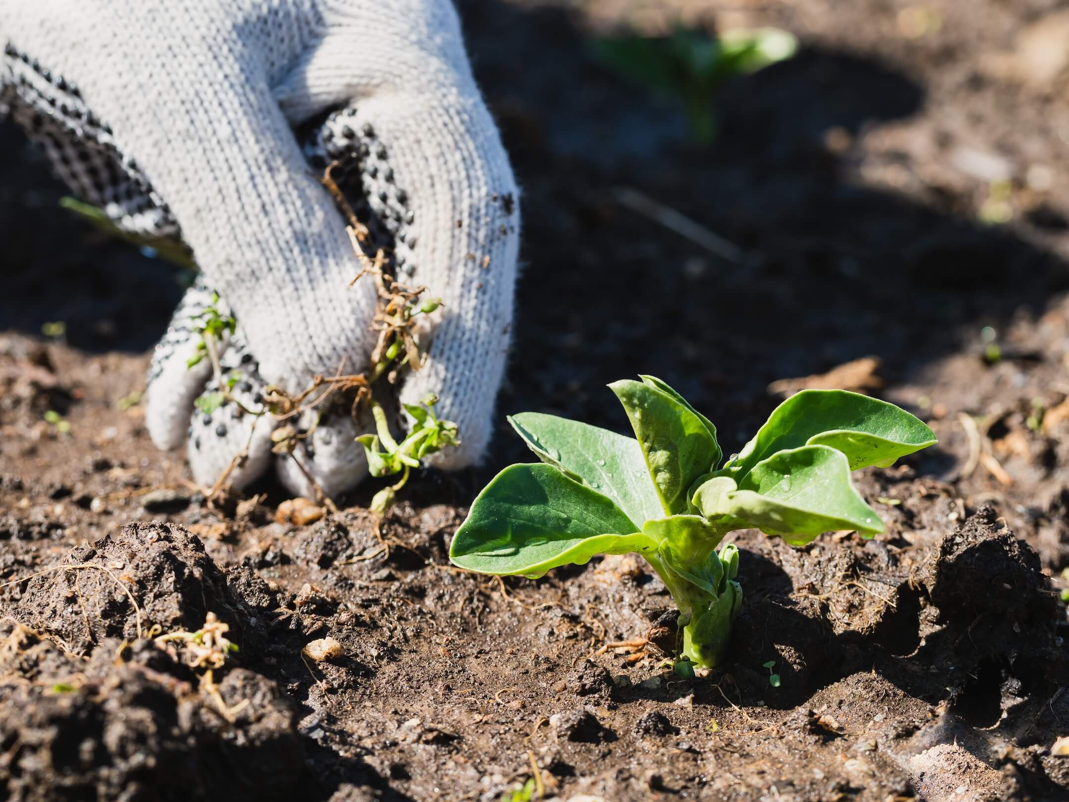 Meer problemen in je moestuin Meer problemen in je moestuin
