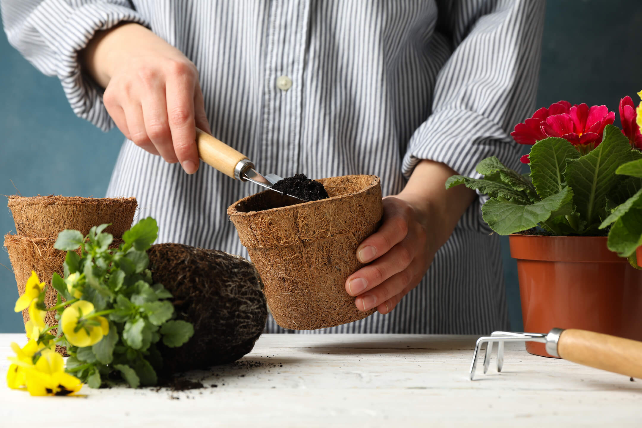Alles over het verpotten van planten Alles over het verpotten van planten
