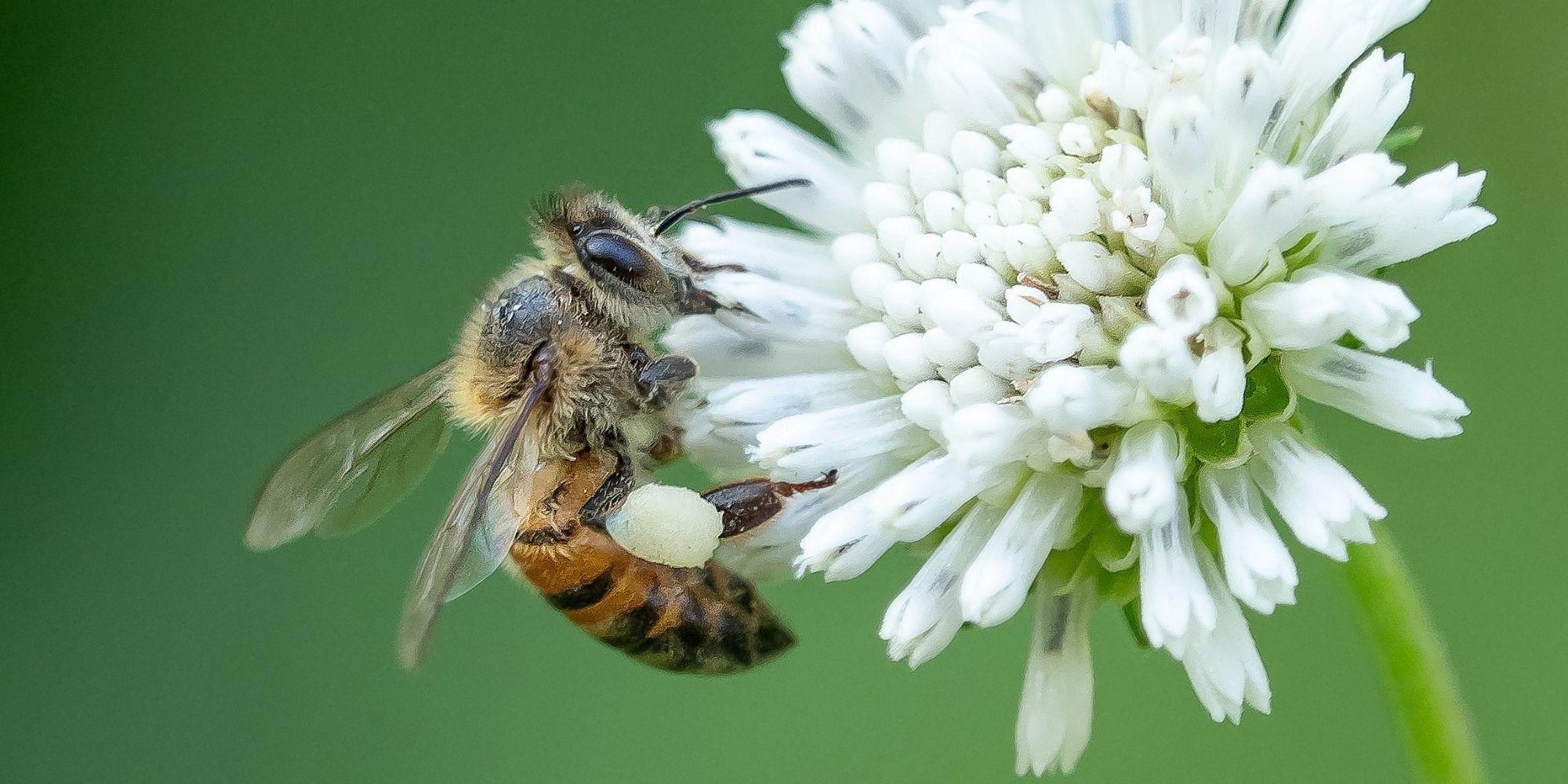 Voor een betere biodiversiteit in de tuin Voor een betere biodiversiteit in de tuin