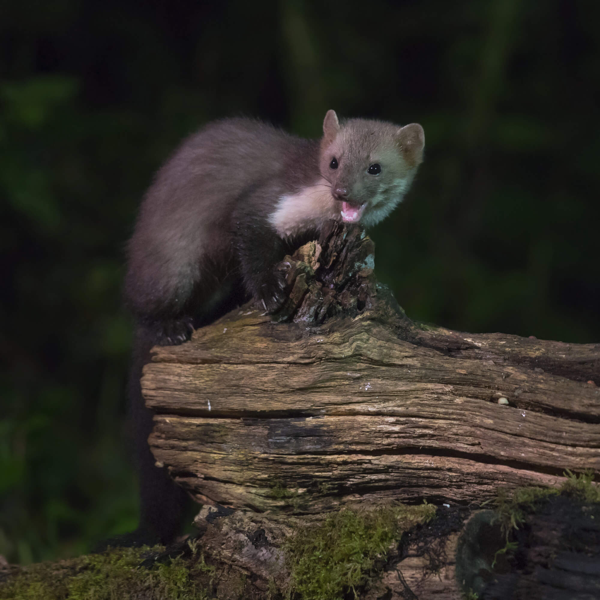 beech-marten-at-night-marter beech-marten-at-night-marter