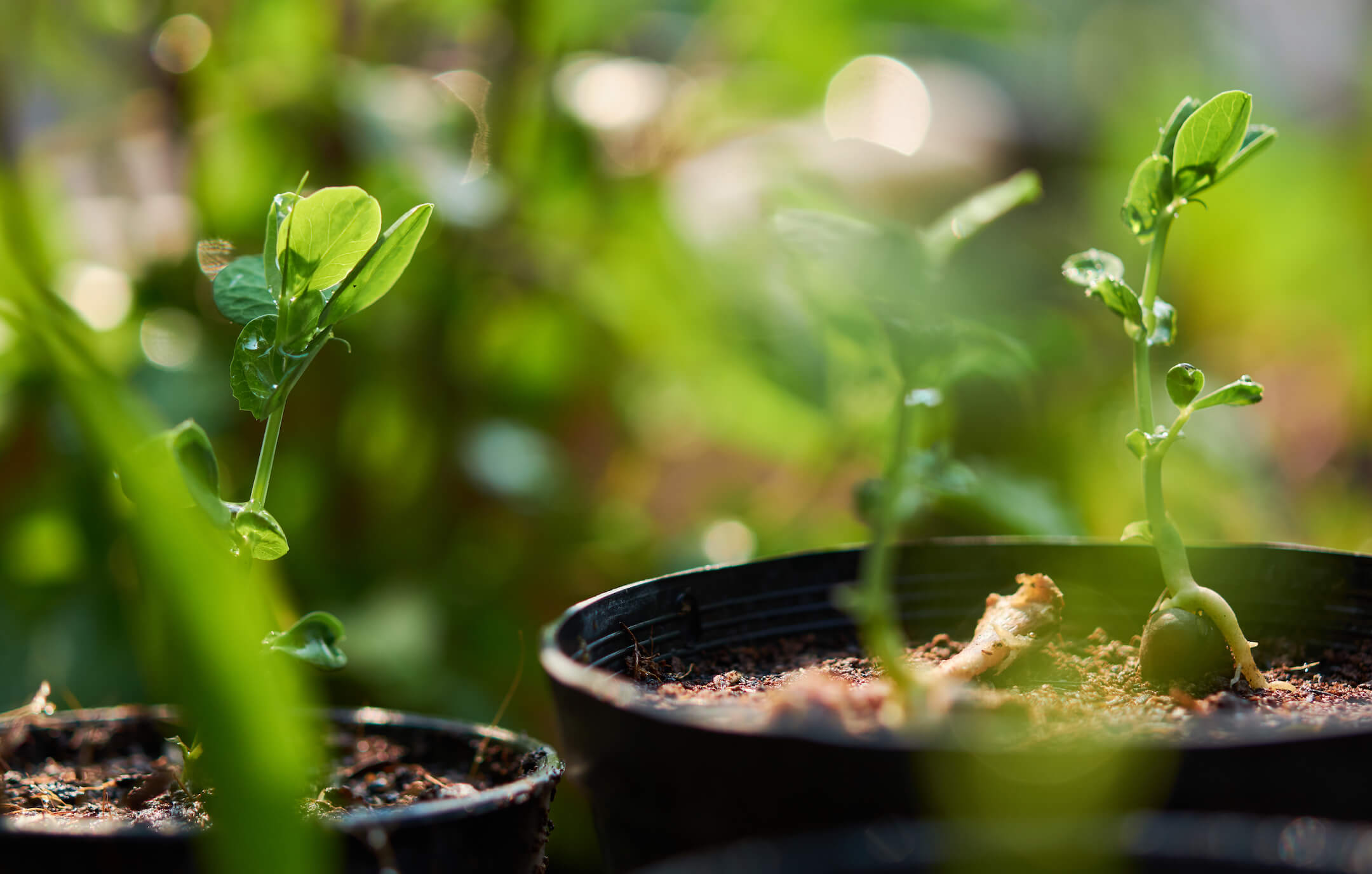 moestuin moestuin