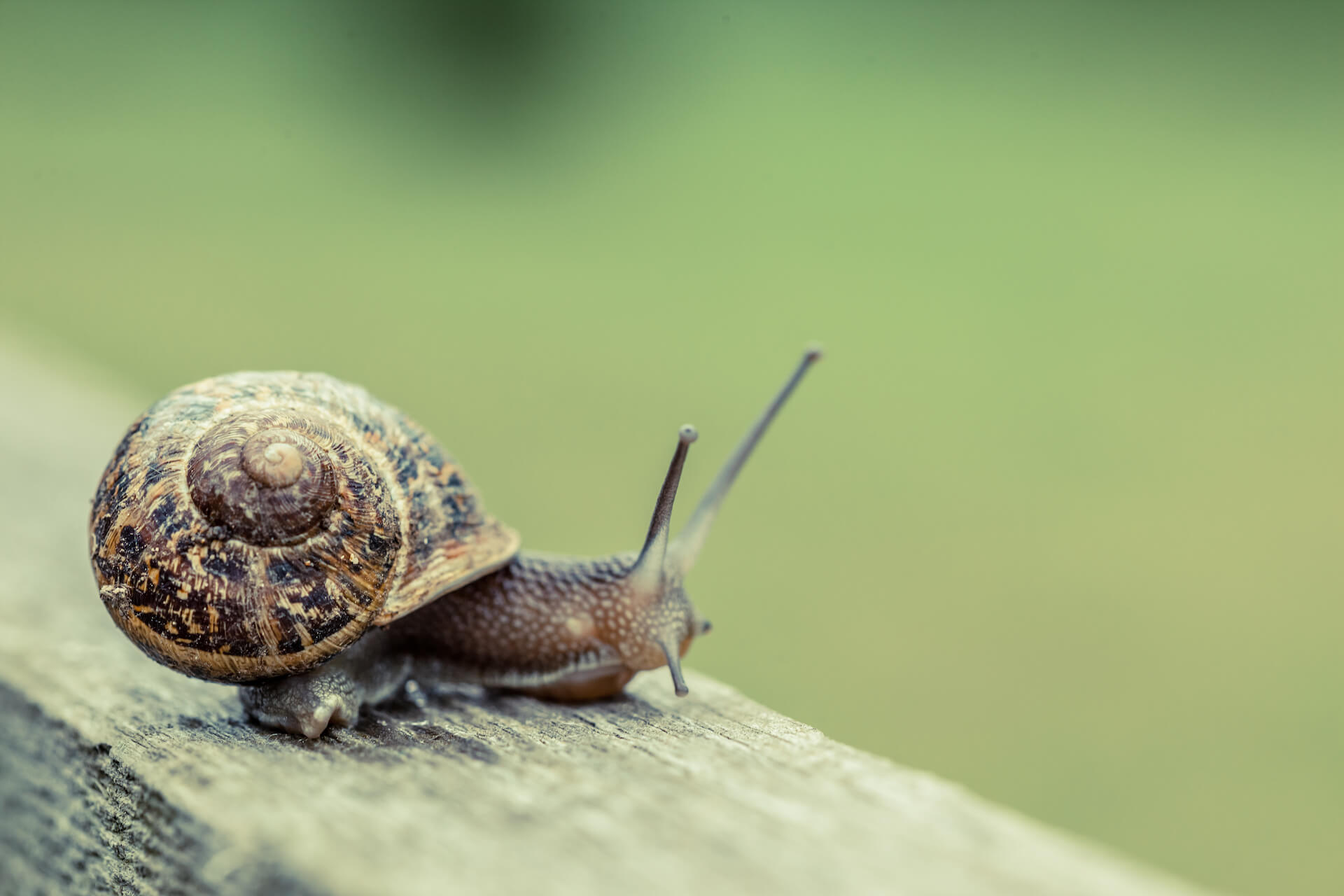 snail-on-wood-1920px snail-on-wood-1920px