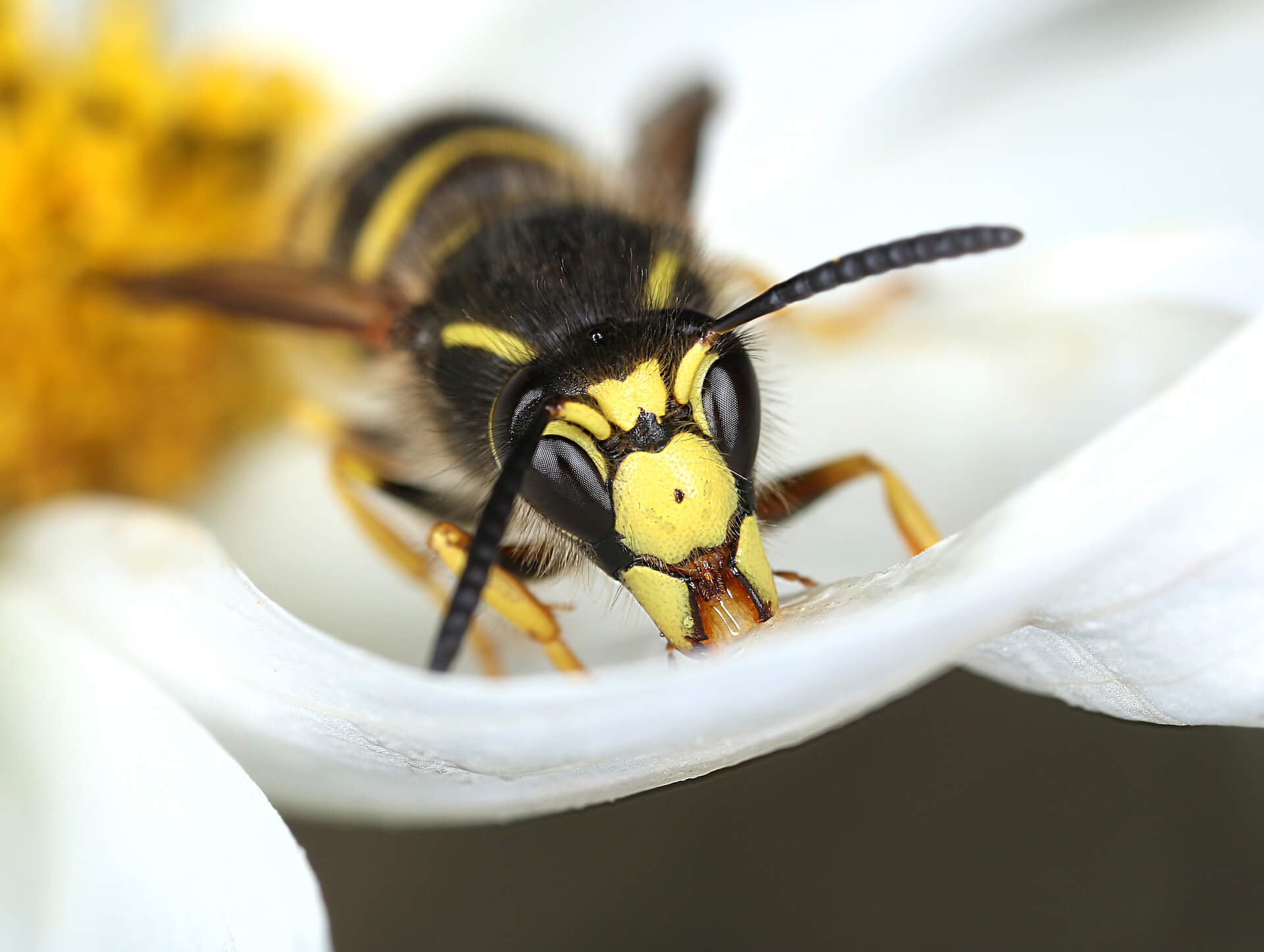 wasp-close-up-1920px wasp-close-up-1920px