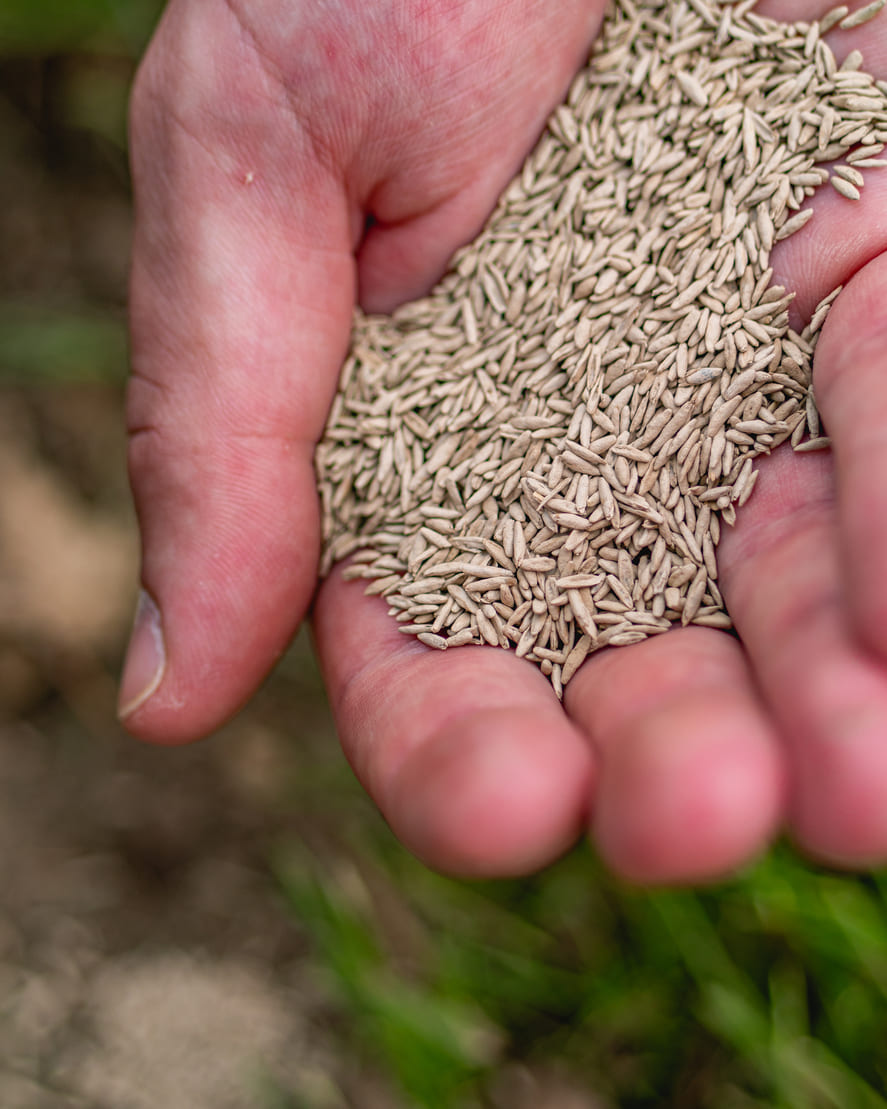 Graszaad voor kale plekken 3 Graszaad voor kale plekken 3