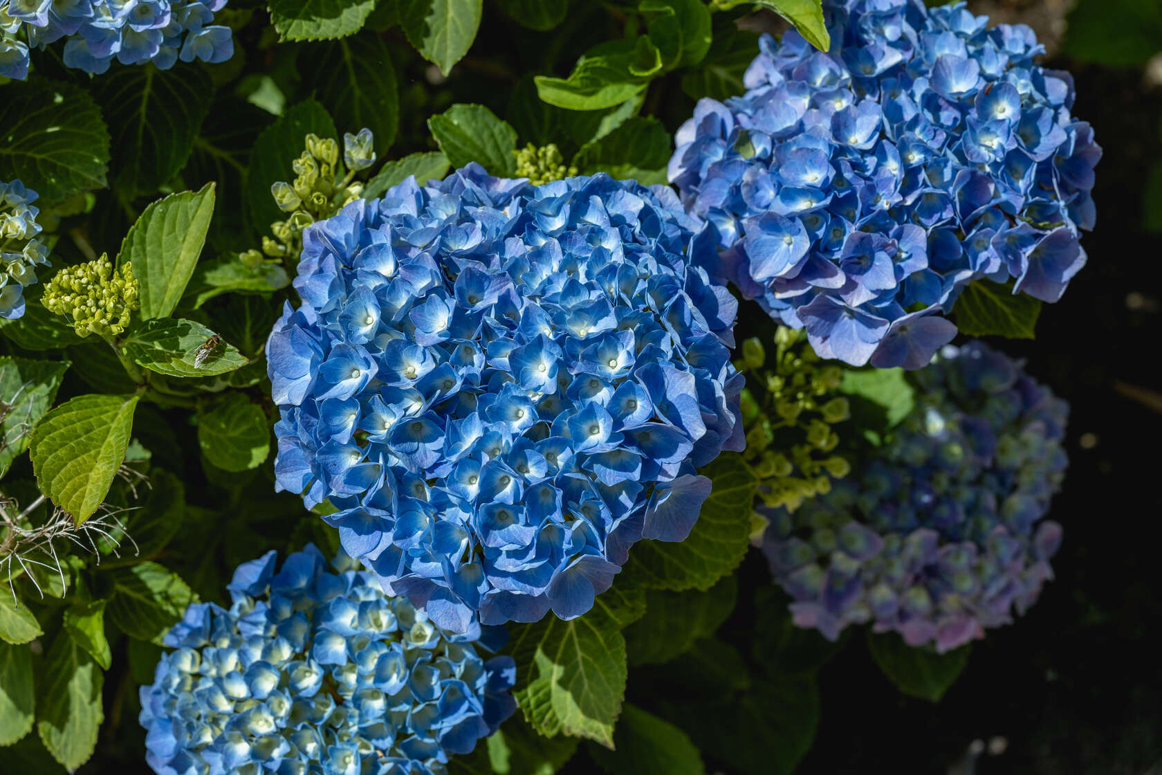 Organische meststof, voor rijkbloeiende hortensia’s