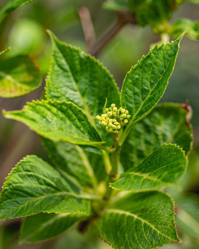 Hortensia-AZ 6 Hortensia-AZ 6