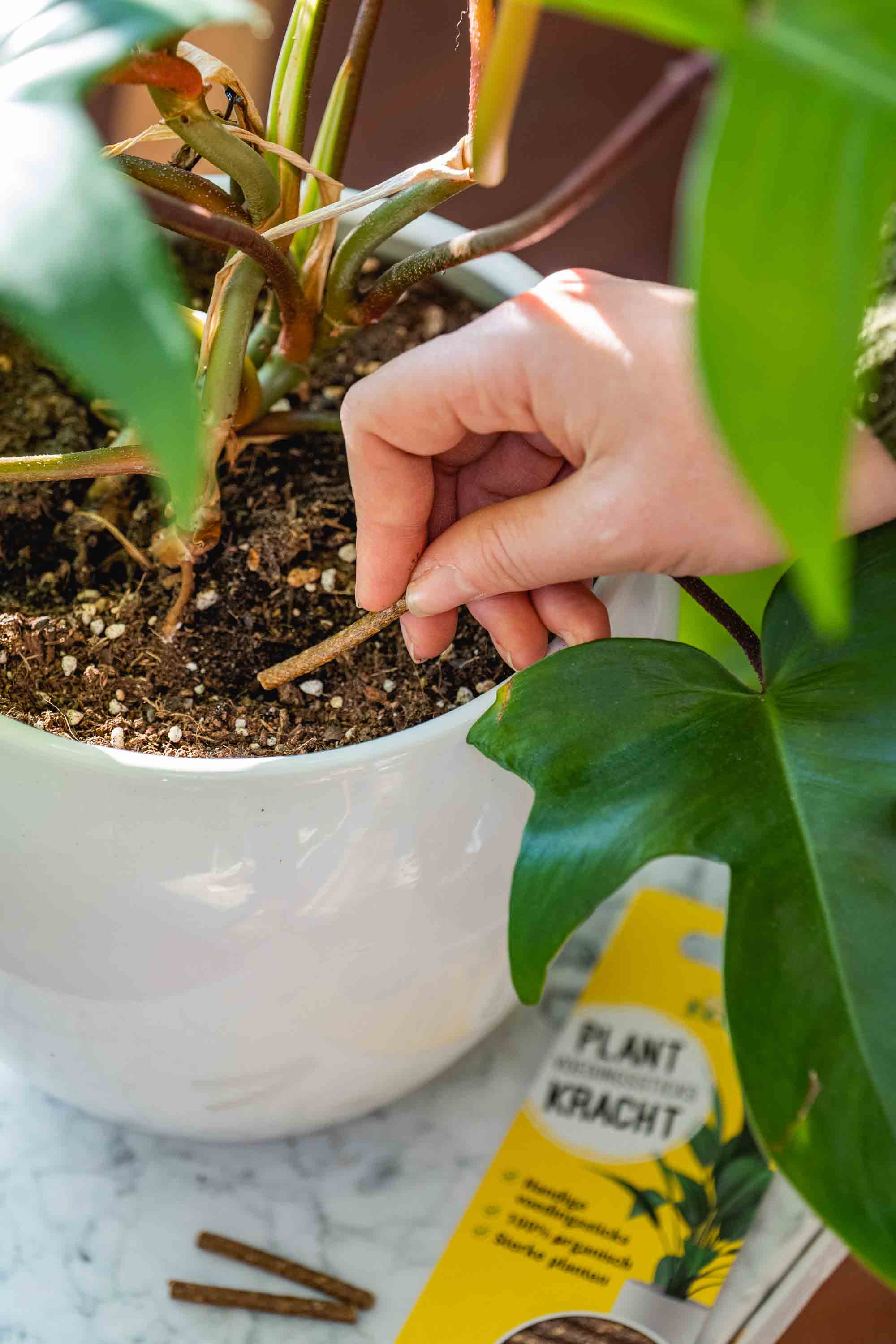 Alles voor gezonde kamerplanten