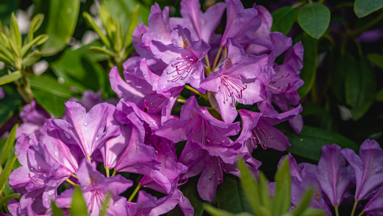 Rhodo & Azalea-AZ 4 Rhodo & Azalea-AZ 4