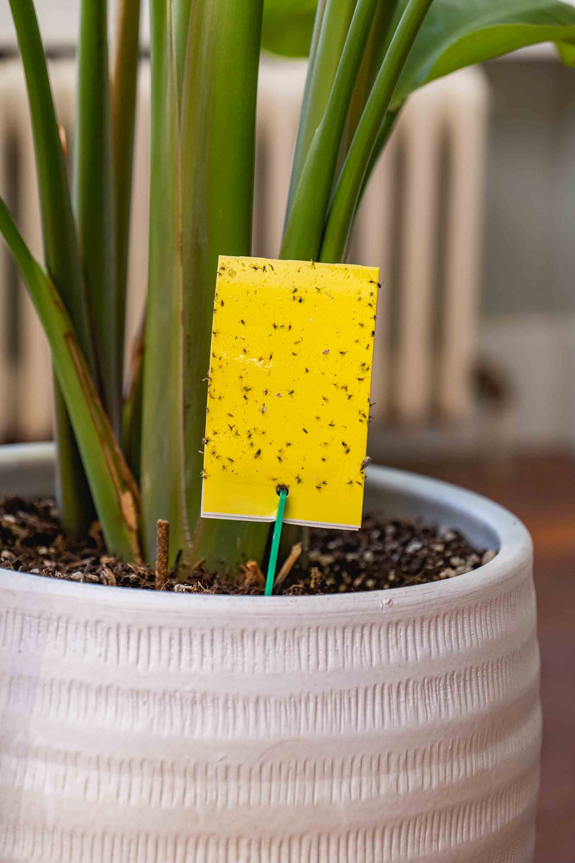 Voor gezonde planten